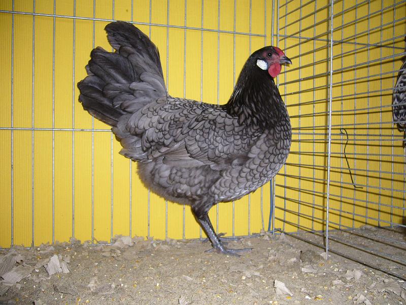 Hannover 2008 036.jpg - Rheinländer blau gesäumt vom Heinrich Krumbeck Preis HV 96 BM